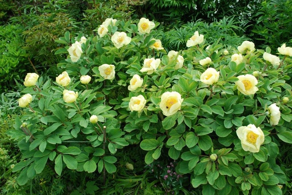 گل صد تومانی طلایی